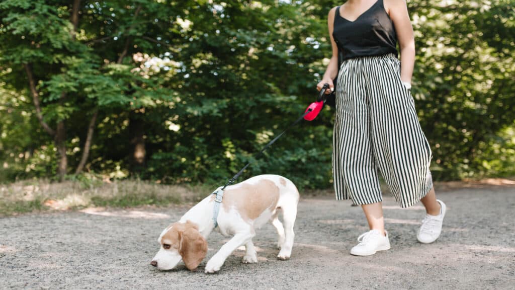 Attention, une nouvelle règle : promener son chien de manière imprudente est désormais puni d’une amende de 750 euros depuis le 15 avril.