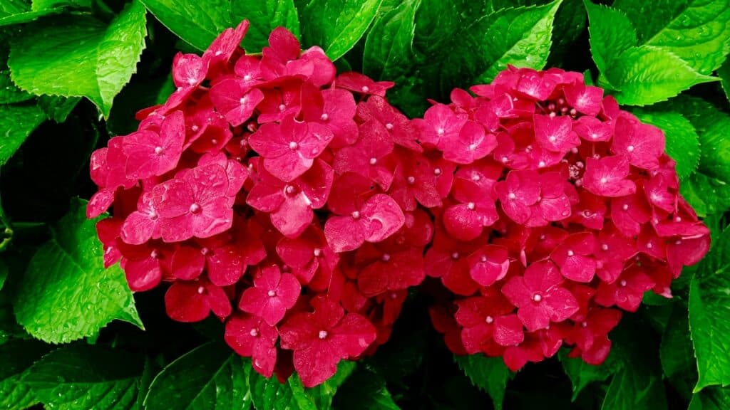 Hortensias