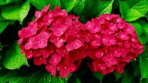Hortensias