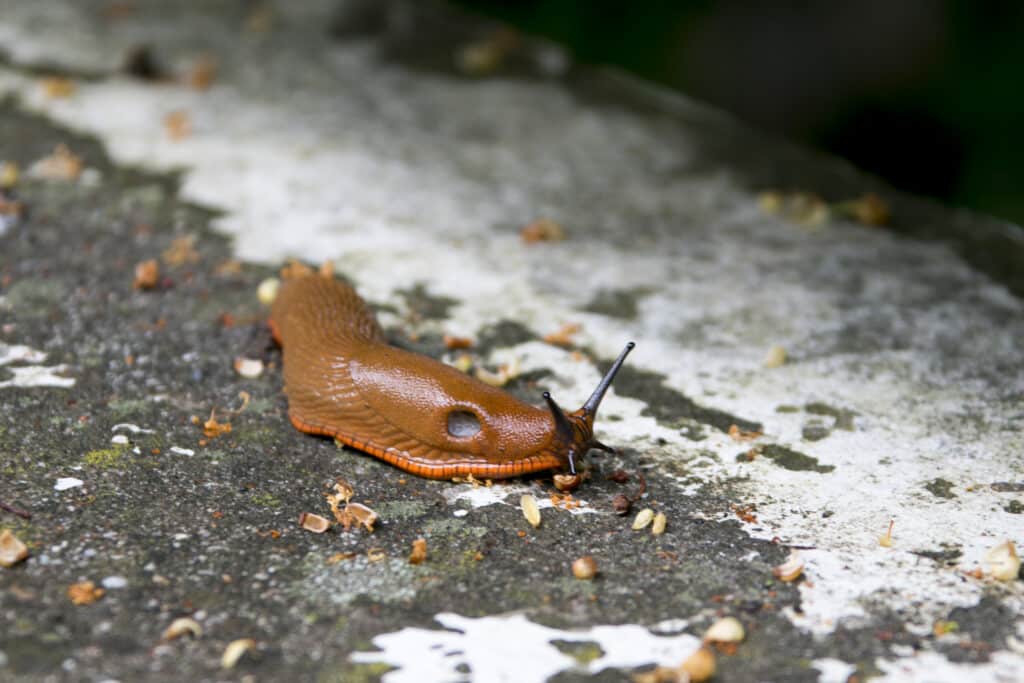 limaces
