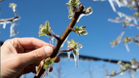 Saints de glace 2025 : découvrez les dates de ce redoutable piège météo pour les jardiniers