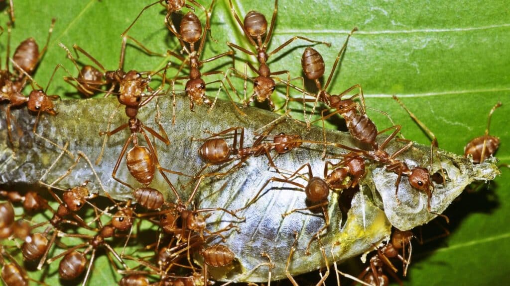 armée de fourmis