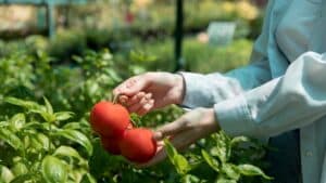 belles tomates