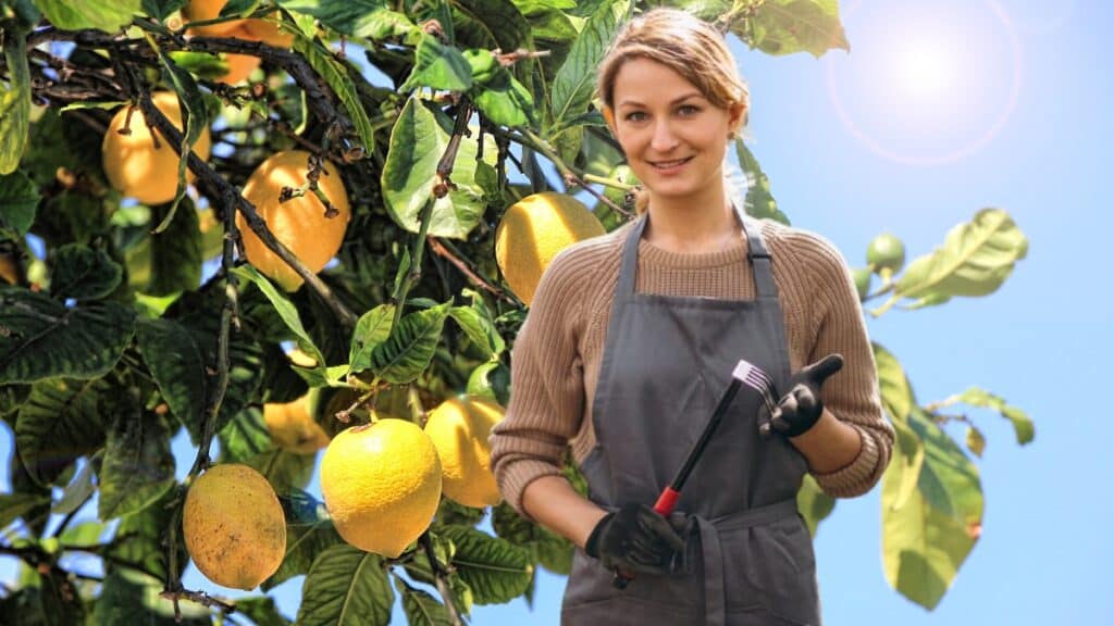 citronnier