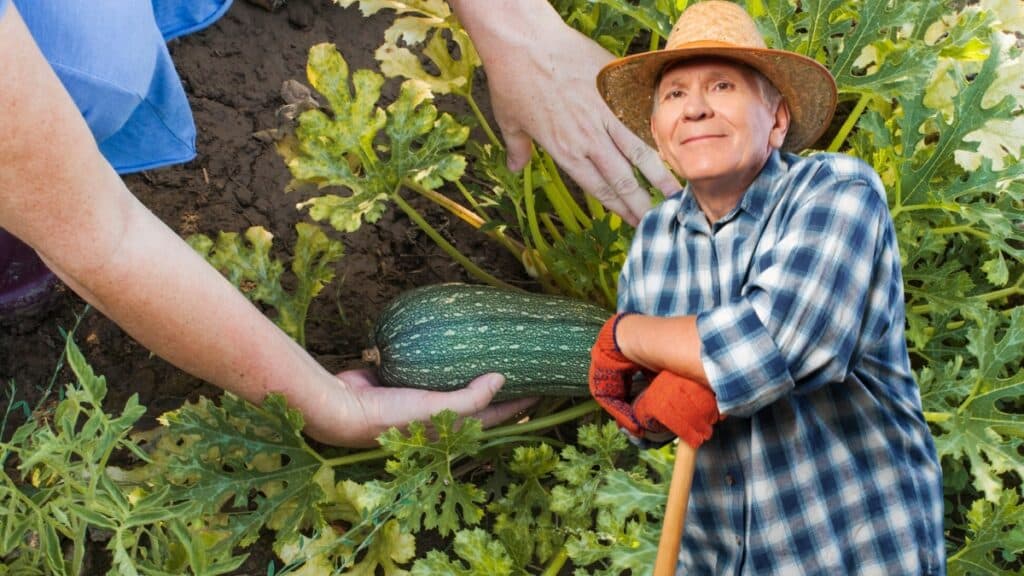 courgette de papy