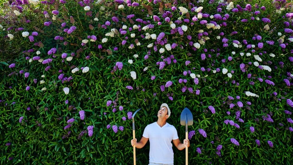 haie Buddleia
