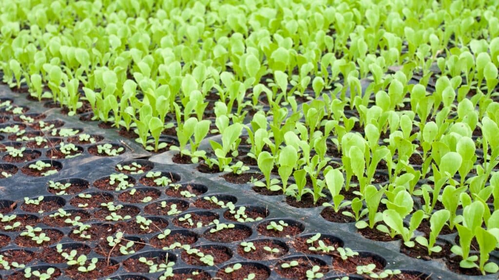 jeune plant potager
