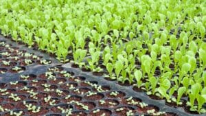 jeune plant potager