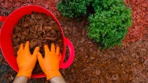 paillage au jardin