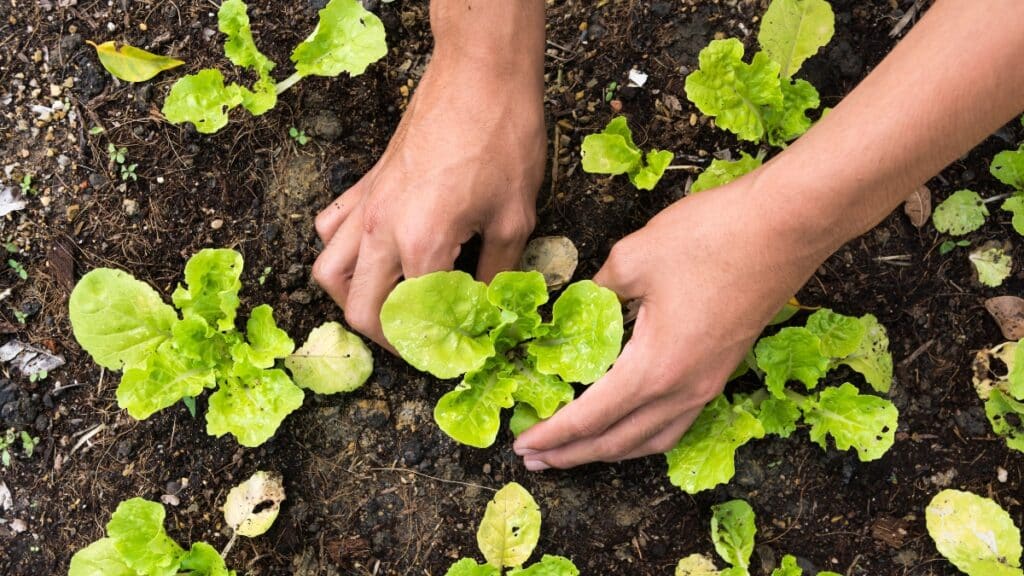 plantation en cuvette