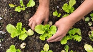 plantation en cuvette