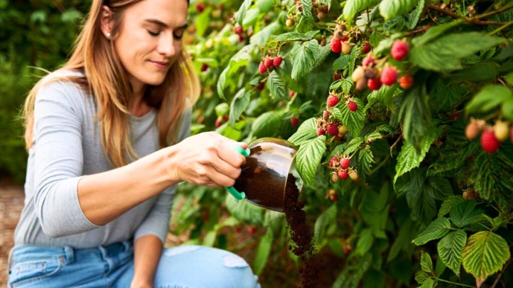 potager framboise