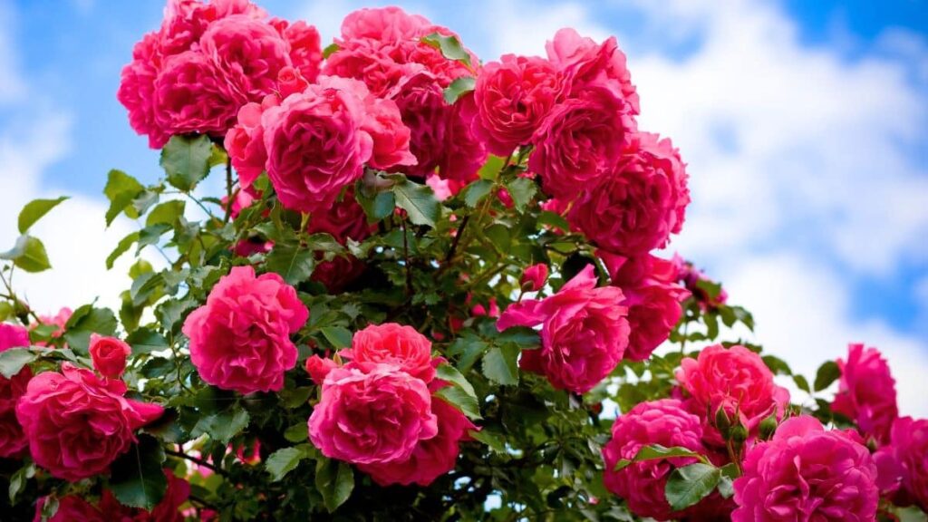 préservez vos rosiers toute la saison avec ces 3 pulvérisations faciles