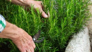 Le geste essentiel des jardiniers au printemps pour redonner vie à un romarin en détresse